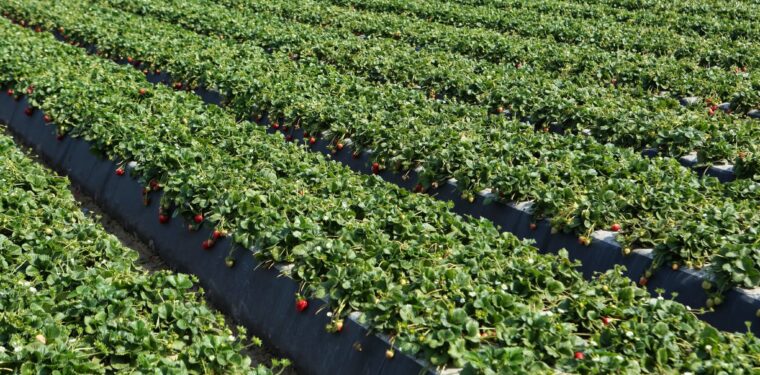 como-plantar-morango-orgânico-plantação-de-morango-760x375